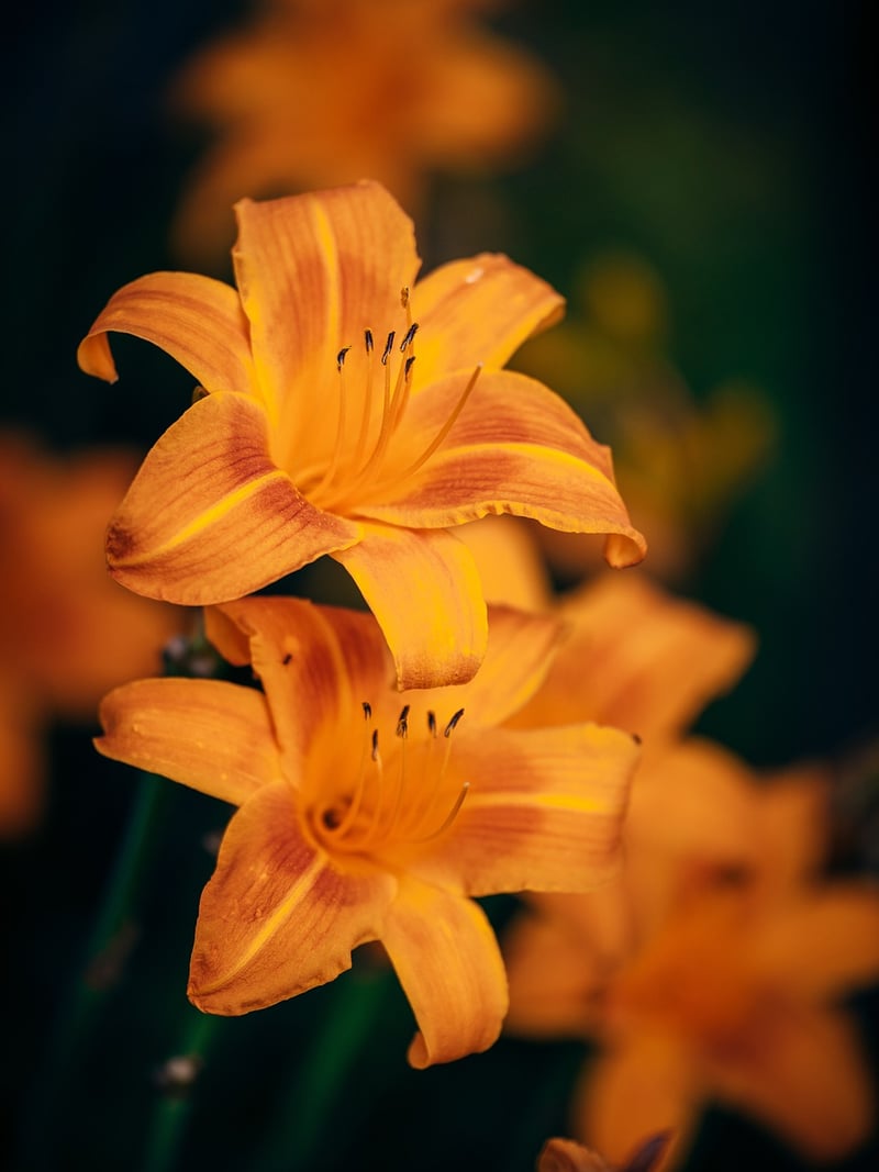 Daylilies