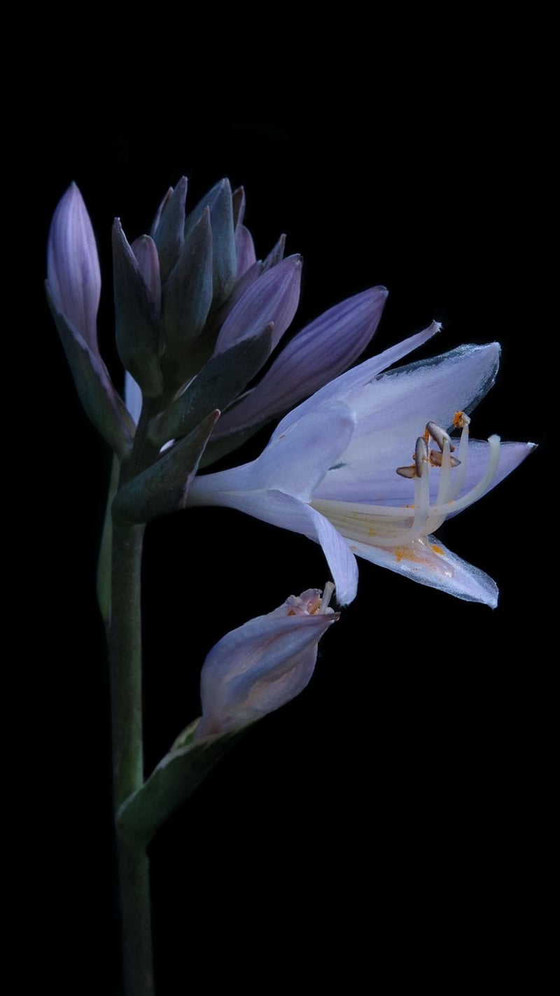 Hostas