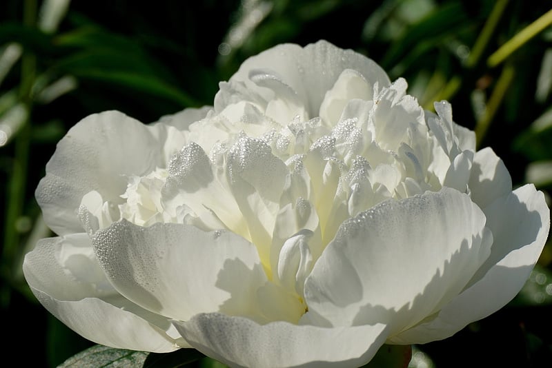 Peony